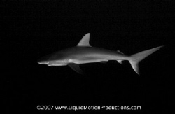 Caribbean Whaler Shark cruises past me during a wall dive by Terry Moore 